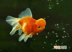 金鱼遇到高温会怎么样？金鱼失鳔是咋回事