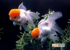 金鱼为什么那么容易死？秋天怎么能避免金鱼繁殖