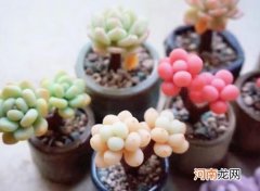 种植多肉能用泥土吗？水培多肉可以养多久