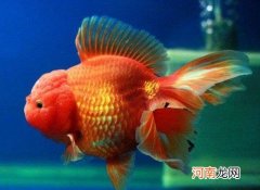 金鱼可以放热带鱼缸吗？金鱼为什么在家里老养不活