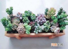 养殖无土多肉植物都需要准备些什么？自己种多肉怎么有创意