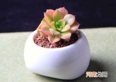 多肉化水还有救吗？多肉叶子掉了还能补救吗