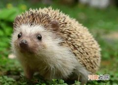 刺猬在什么情况下会涂刺？刺猬对主人会有感情吗