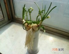 水培郁金香只能开一次花吗？水培郁金香开完花种球还能用吗