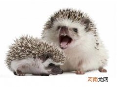 刺猬冬眠能弄醒吗？刺猬涂刺后要洗澡吗