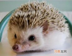 刺猬冬眠时间是几月份？刺猬冬眠会储存食物吗