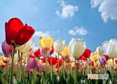 水培郁金香多久开花？水培郁金香会反复生长吗