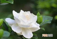 栀子花可不可以水培？什么时候适合给栀子花修型重剪