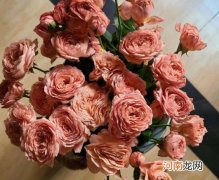 醒花放在哪里比较好？醒花用多深的水合适