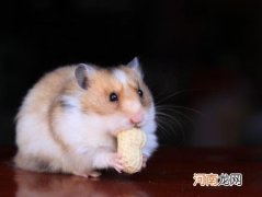 金丝熊和仓鼠有什么区别？龙猫仓鼠金丝熊哪一个更适合做宠物