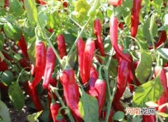 辣椒可以和韭菜混种吗？辣椒苗期都有哪些问题