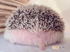 刺猬对主人涂刺是否是好事？刺猬怎么才算认你是主人