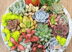 多肉叶片喷水了会怎么样？多肉不爆盆是什么原因