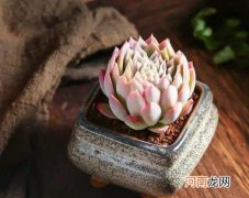 刚种好的多肉可以放散光处吗？阳台只有散光能养多肉吗