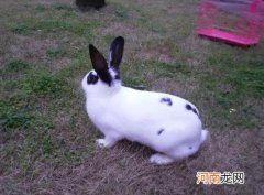 兔子牙齿变黑了怎么办？刚生的兔子怎么保暖