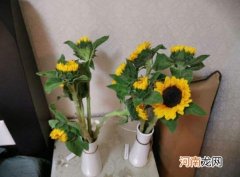 醒花前要剪根吗？醒花能用塑料瓶吗
