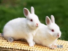 兔子耳朵为什么垂下来了？兔子为什么会装死