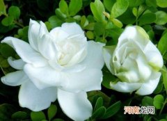 栀子花水培怎么养？栀子花适合什么土壤