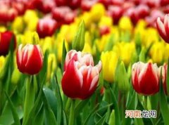 水培郁金香可以反复开花吗？水培郁金香开了一次还会开吗