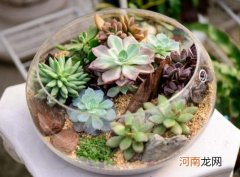 多肉叶子要喷水吗？多肉为什么会长高