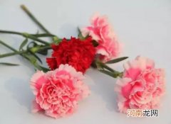 醒花能放在有阳光的阳台吗？醒花要多长时间