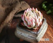 多肉植物的叶片为什么软塌塌的？多肉补光要多长时间