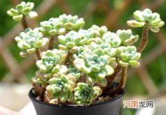 网购多肉小苗要不要修根？多肉晾根后根都干了怎么办