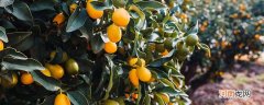 脐橙冬天能放多久 冬天脐橙能放多久