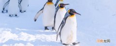 企鹅名字的由来 企鹅这个名字是怎么来的