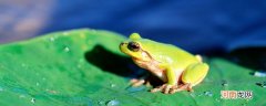 青蛙是什么发育 青蛙属于什么发育