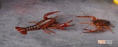 小龙虾习性 小龙虾食性