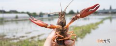 小龙虾几月份上市 小龙虾几月份上市几月份结束