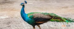 孔雀的由来 孔雀是凤凰的后代吗