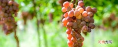 葡萄种植方法 葡萄种植方法与技术管理
