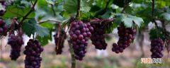 葡萄是什么时候传入中国的 葡萄是什么时候传入我国