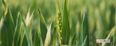 麦苗是什么季节 什么季节麦苗发芽