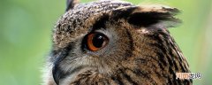 猫头鹰的美称是什么 猫头鹰的美称