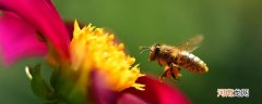 保护蜜蜂的标语 保护蜜蜂的标语有哪些