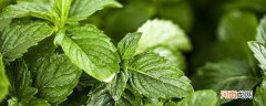 薄荷叶长期储存方法 薄荷叶怎么长期储存