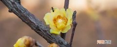 腊梅树什么季节容易栽活 腊梅什么时间栽容易成活