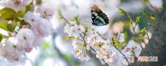 蝴蝶活动最频繁的是哪个季节 蝴蝶通常在什么时候出来活动