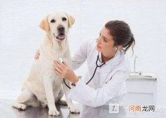 2022动物医学专业就业前景 动物医学专业学什么