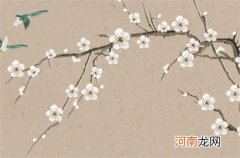 百年难遇的水兔是什么 水兔一生财运昌隆