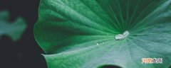 荷叶上的水珠为什么不散开 荷叶上的水珠为什么是圆滚滚的