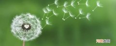 蒲公英简单介绍 蒲公英的简介