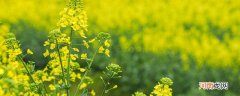成都哪里可以看油菜花 成都的油菜花景点在哪里