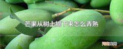 芒果从树上摘下来怎么弄熟