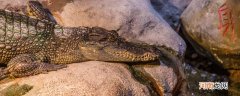 鳄鱼吃什么食物 鳄鱼吃哪些食物