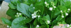 茉莉花叶子发黄是什么原因 茉莉花叶子发黄是怎么回事