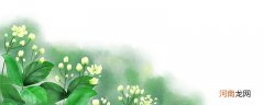 哪里有茉莉花 茉莉花的产地在哪里
